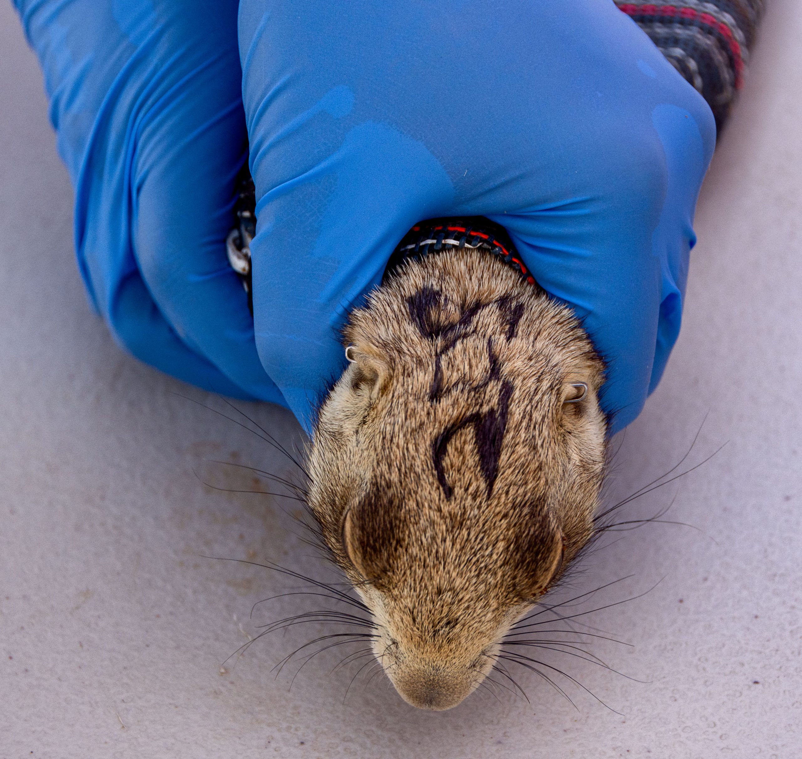 can you get the plague from a prairie dog