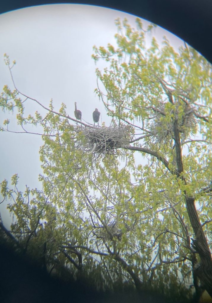 Latino Heritage Internship Program Great Blue Herons in Cuyahoga