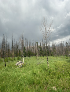 burned trees