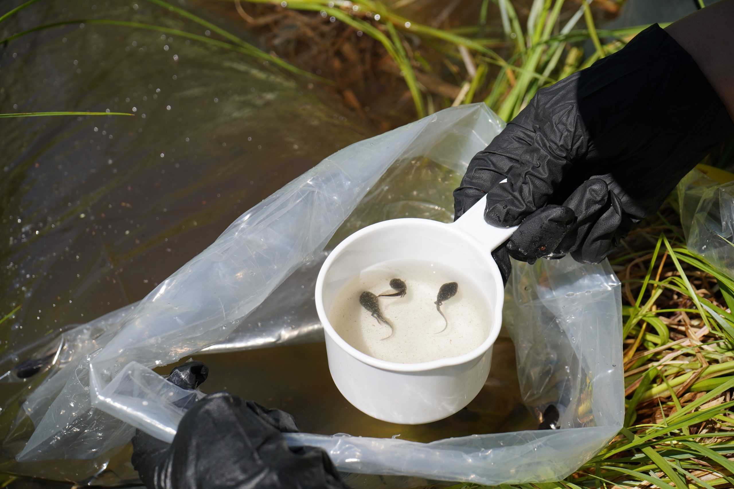 tadpoles in a cup with pond in background