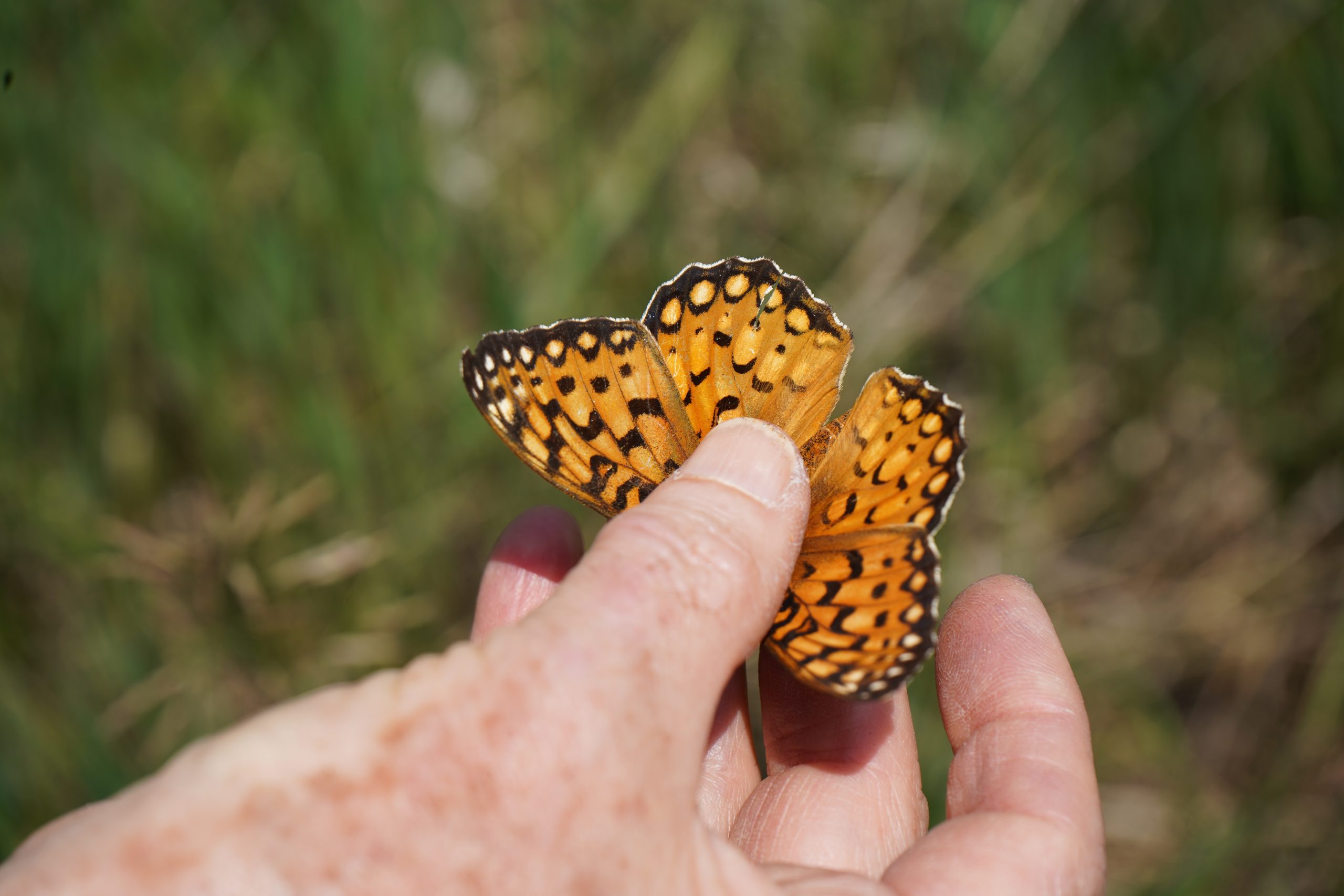 hand holding orange butterfly