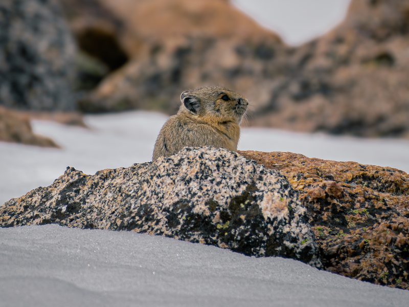 Pika