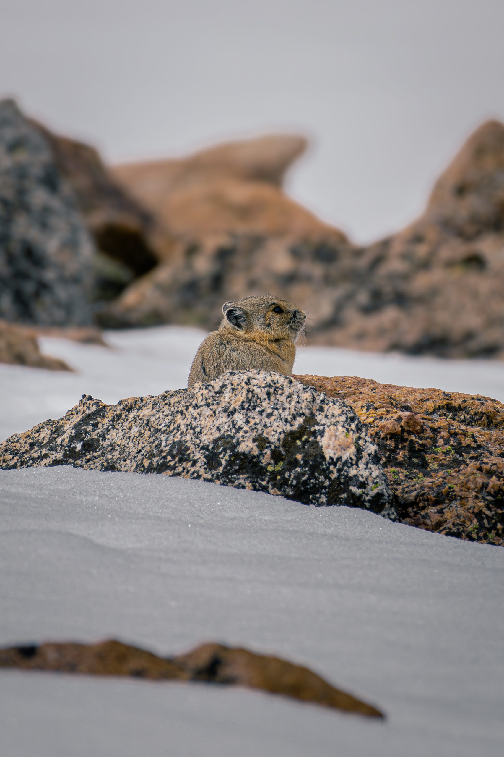 Pika