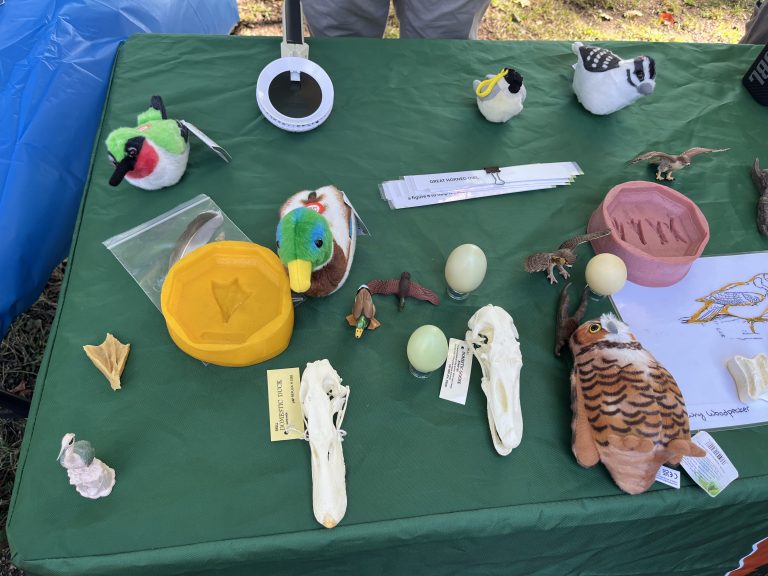 Tabling materials including models of a duck, goose, and cardinal egg, a mallard and hummingbird plushie, and a goose skull