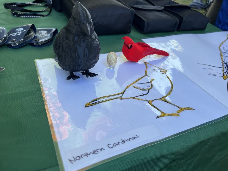 Tactile birding materials of a blue jay and northern cardinal