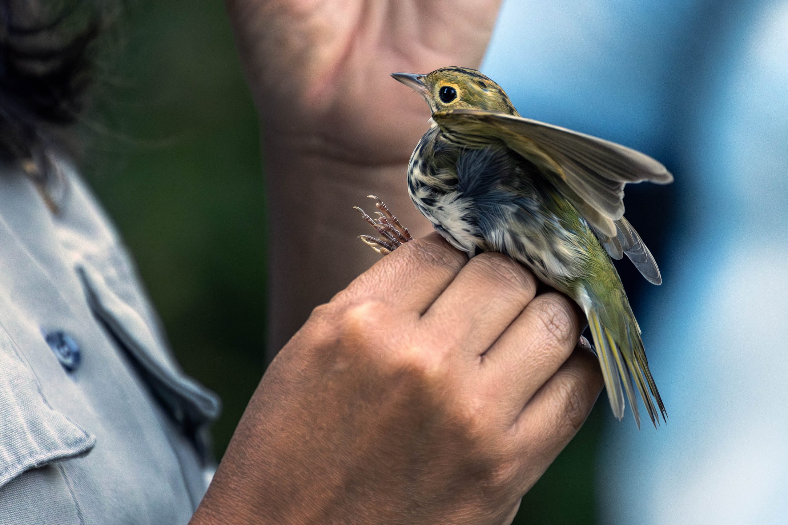 Latino Heritage Internship Program | Bird Banding Demonstration at ...